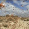 FG Confirms Outbreak Of Swarm Birds, Locusts