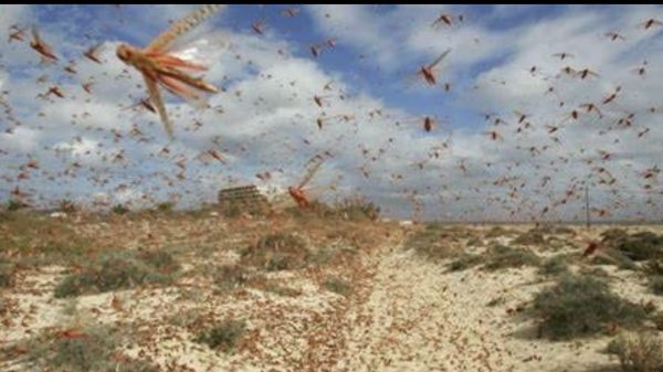 FG Confirms Outbreak Of Swarm Birds, Locusts
